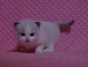 ラグドール バイカラー・ミテッド 子猫ちゃん家族募集_e0033609_19271489.jpg