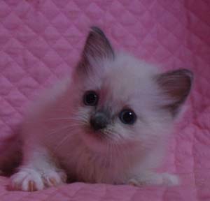 ラグドール バイカラー・ミテッド 子猫ちゃん家族募集_e0033609_19341762.jpg