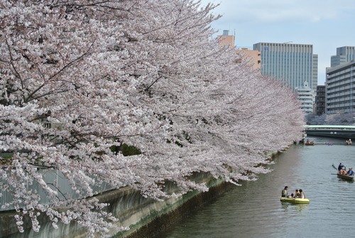 桜が咲いたよ_f0004309_19143277.jpg