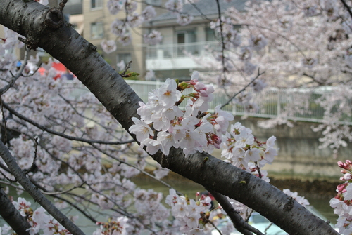 f0004309_19154643.jpg