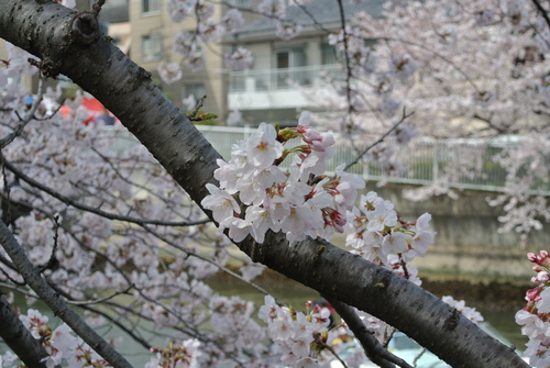 桜が咲いたよ_f0004309_19154643.jpg