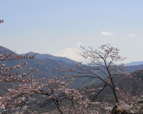 山梨の桜_f0006510_22532141.jpg