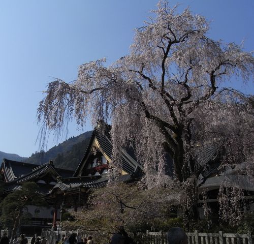 山梨の桜_f0006510_23465199.jpg