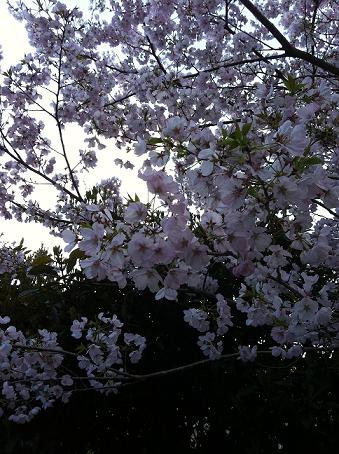 e0020011_13514857.jpg