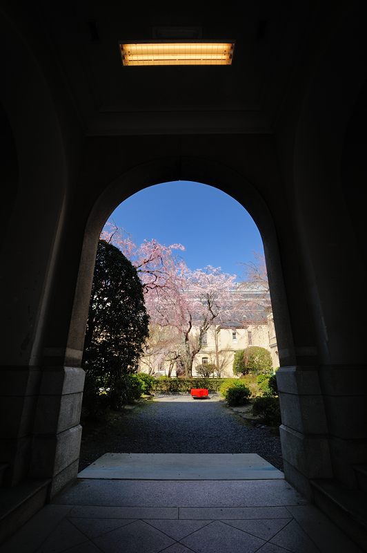 桜巡り・京都府庁旧本館の枝垂れ桜_f0032011_1946413.jpg
