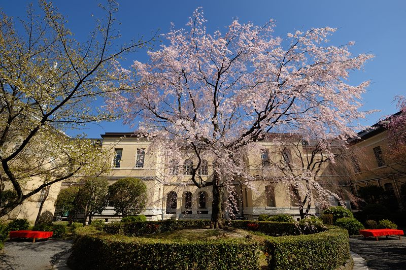 桜巡り・京都府庁旧本館の枝垂れ桜_f0032011_19465082.jpg