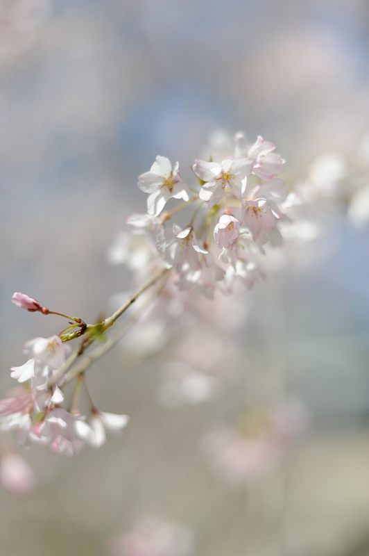 桜巡り・京都府庁旧本館の枝垂れ桜_f0032011_19472129.jpg