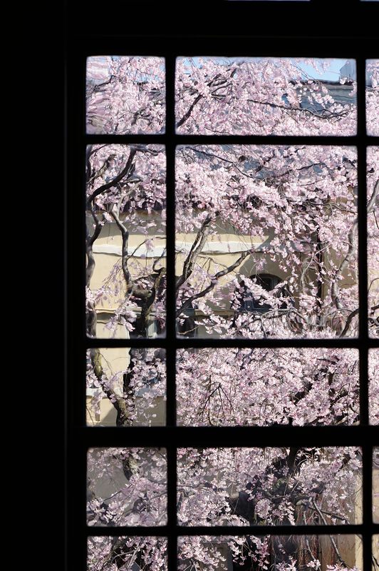 桜巡り・京都府庁旧本館の枝垂れ桜_f0032011_19474091.jpg