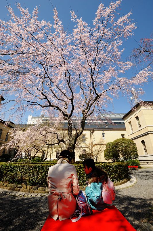 桜巡り・京都府庁旧本館の枝垂れ桜_f0032011_19533388.jpg