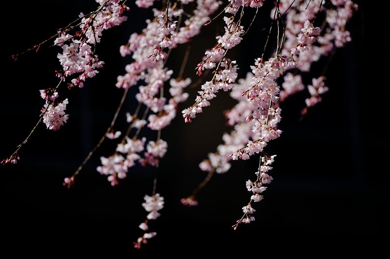 桜巡り・京都府庁旧本館の枝垂れ桜_f0032011_19534455.jpg