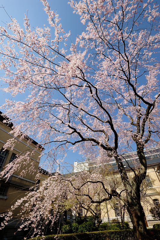 桜巡り・京都府庁旧本館の枝垂れ桜_f0032011_19535318.jpg