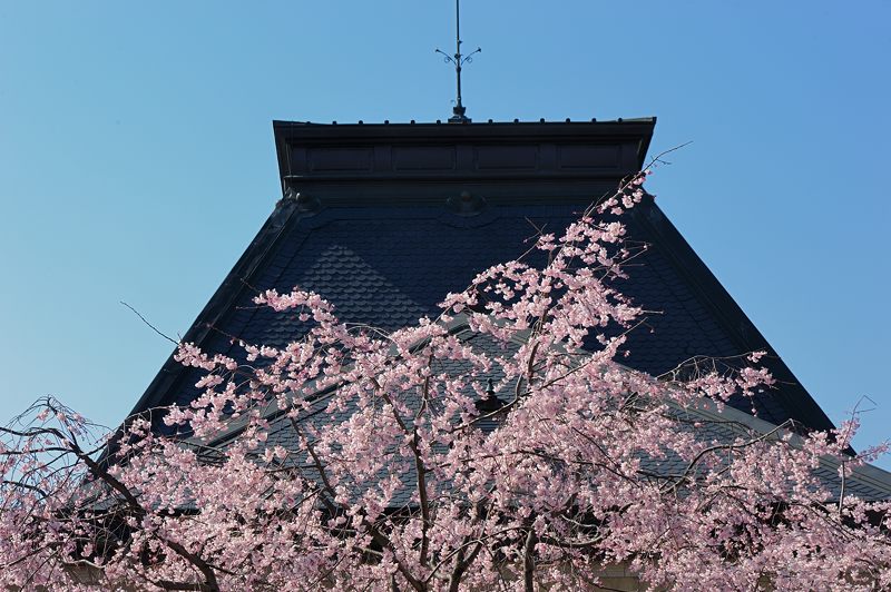 桜巡り・京都府庁旧本館の枝垂れ桜_f0032011_1954145.jpg