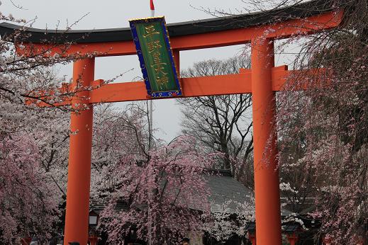 平野神社の桜_a0147813_2173286.jpg