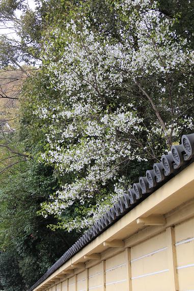 平野神社の桜_a0147813_2184245.jpg