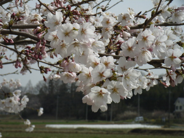 c0141013_14114330.jpg