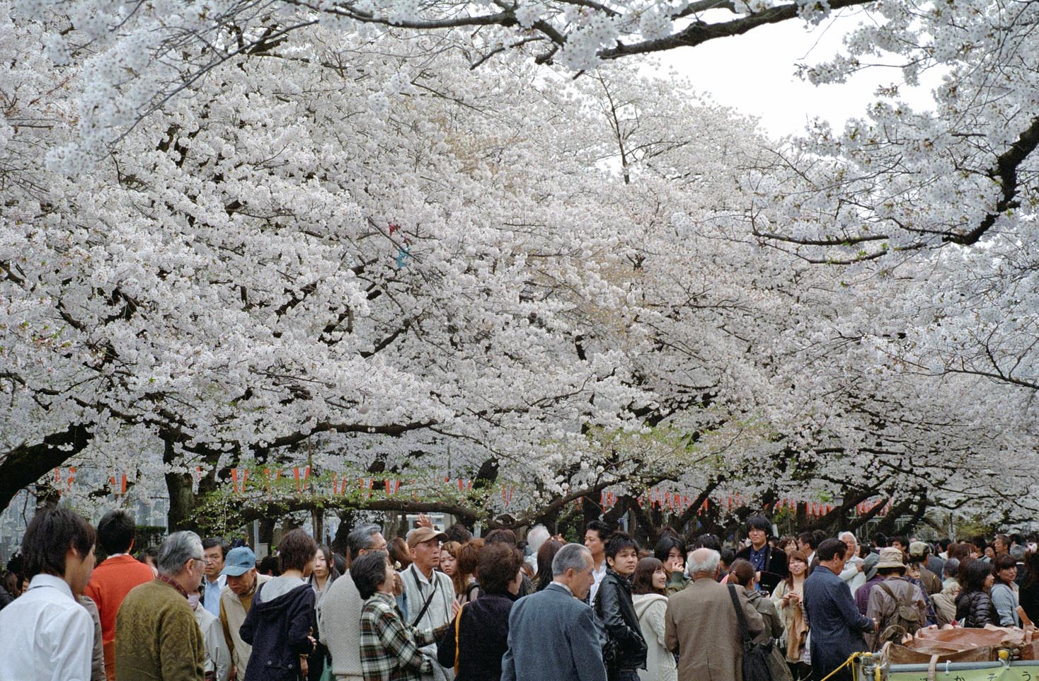 上野公園の桜_d0085413_23325445.jpg