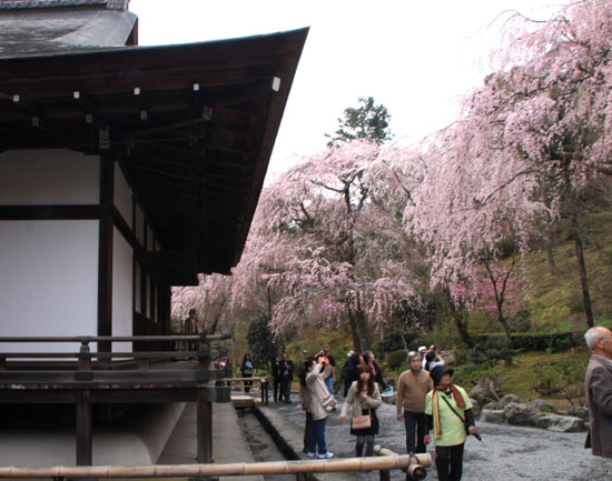 天龍寺 花盛り_e0048413_93222.jpg