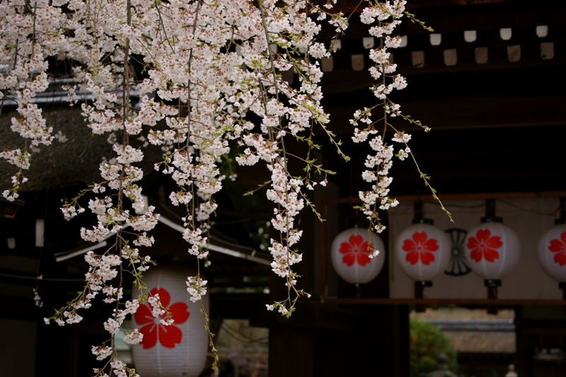 平野神社の魁桜_e0177413_1951741.jpg