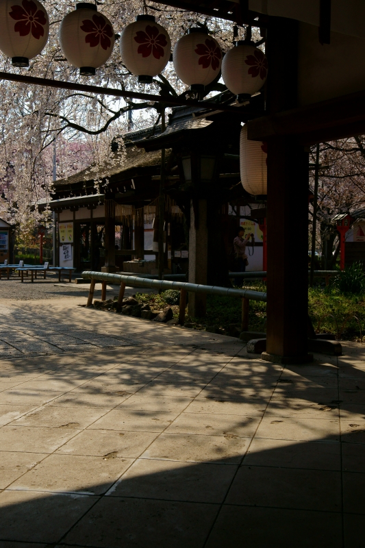 平野神社の魁桜_e0177413_1972841.jpg