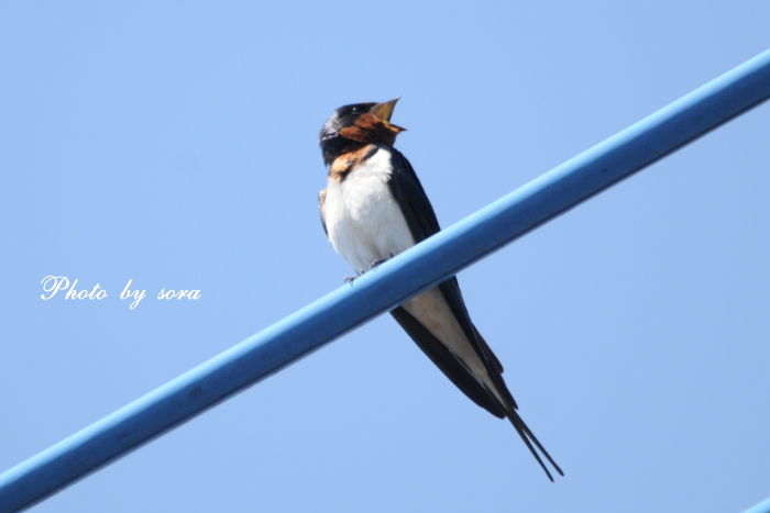 ミモザアカシアのリース と soraのお花と野鳥の写真♪♪_e0160417_11301111.jpg