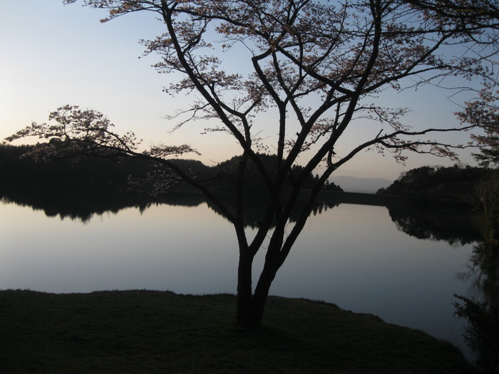 桜の下で~♪_a0125419_2324299.jpg