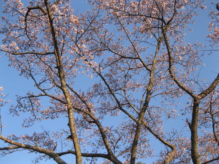 桜の下で～♪_a0125419_2373766.jpg