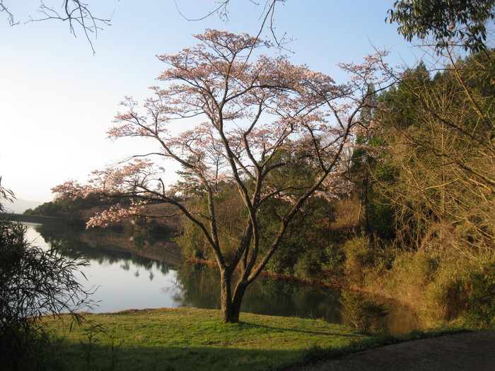 桜の下で~♪_a0125419_2393157.jpg