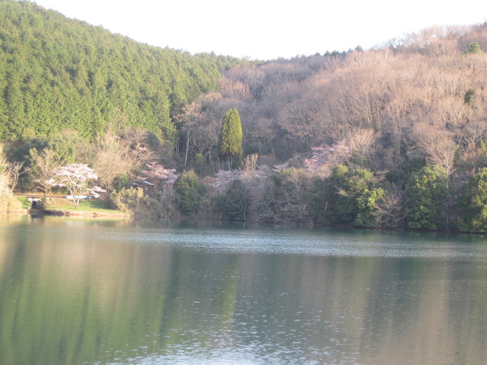 桜の下で~♪_a0125419_2423458.jpg