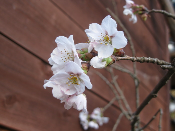 桜の下で～♪_a0125419_243470.jpg