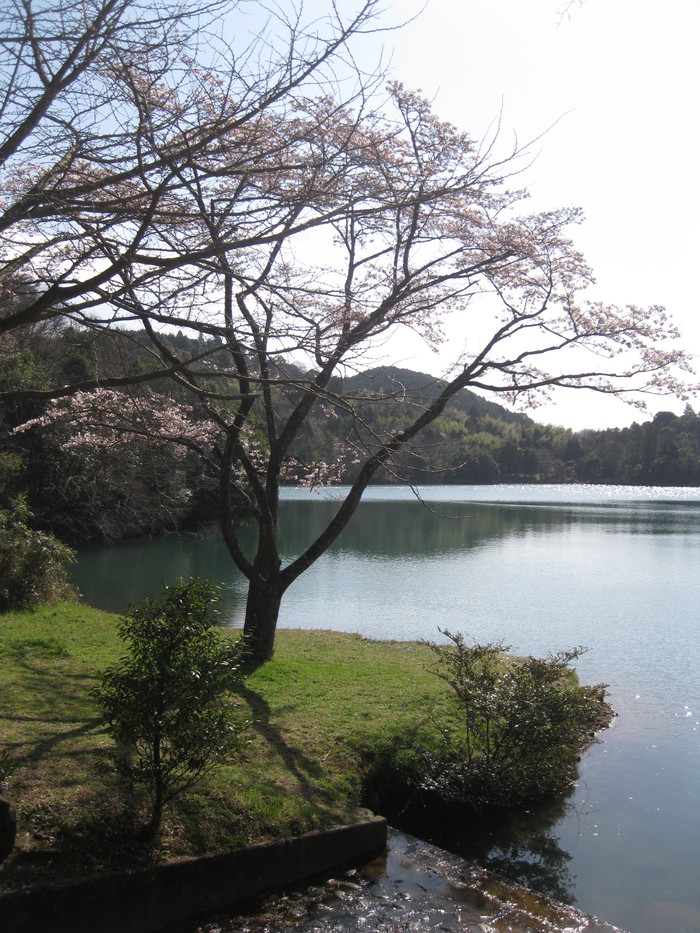 桜の下で~♪_a0125419_2442472.jpg