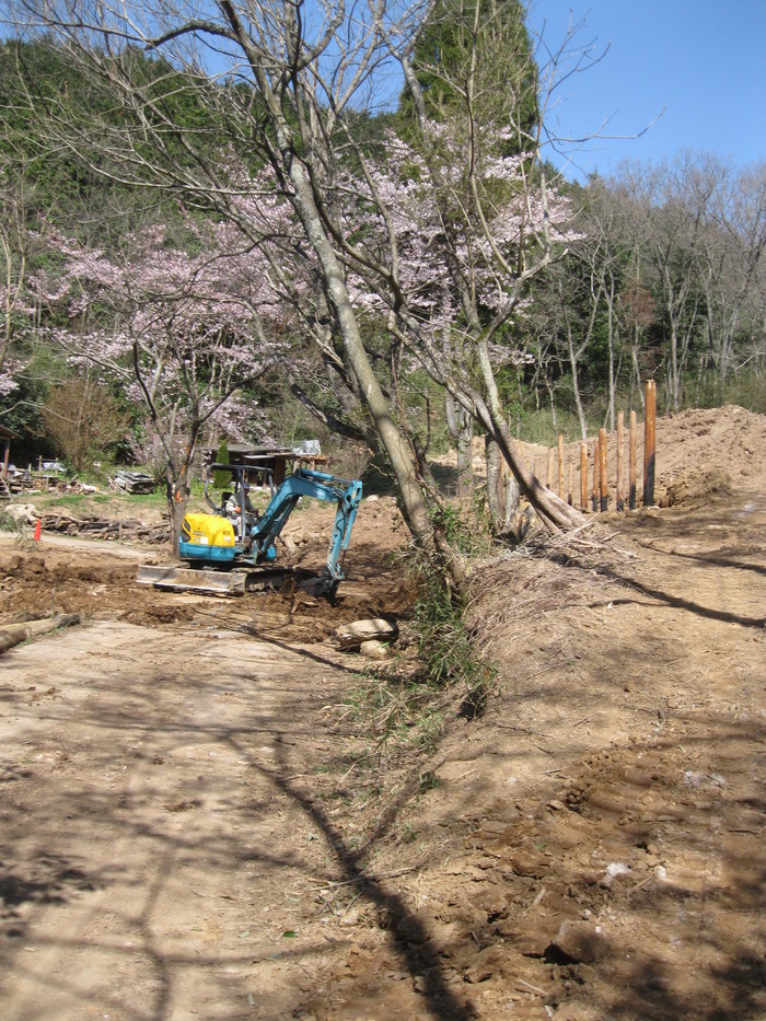 桜の下で～♪_a0125419_2463936.jpg