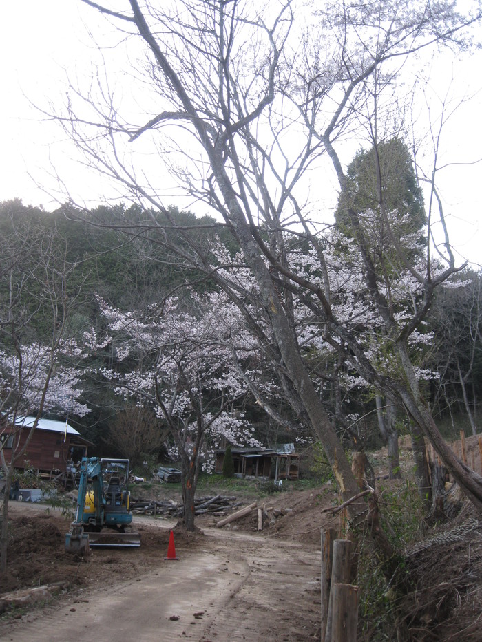 桜の下で～♪_a0125419_33931.jpg