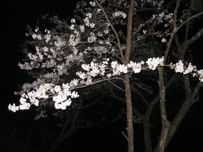 桜の下で~♪_a0125419_354980.jpg