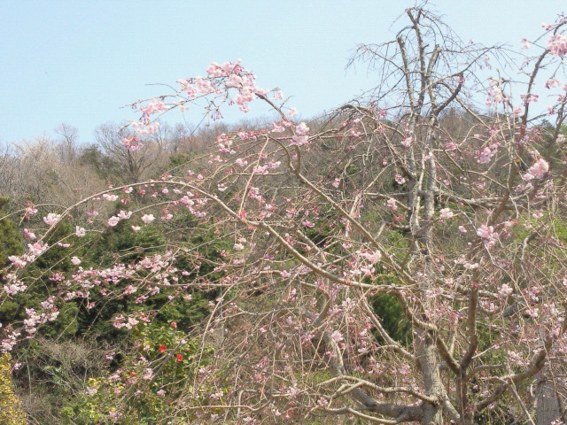 やすらぎ斎場の桜_a0189521_12313971.jpg