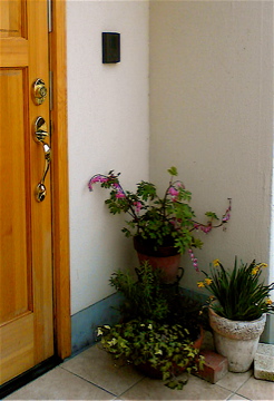 お花をいただきました ^ ^_a0152724_21131913.jpg