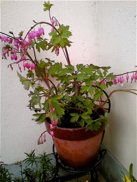 お花をいただきました ^ ^_a0152724_2113598.jpg