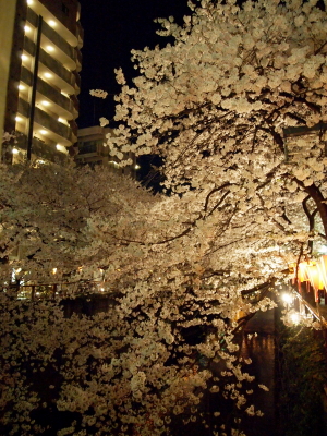 目黒川の夜桜_d0090824_1054913.jpg