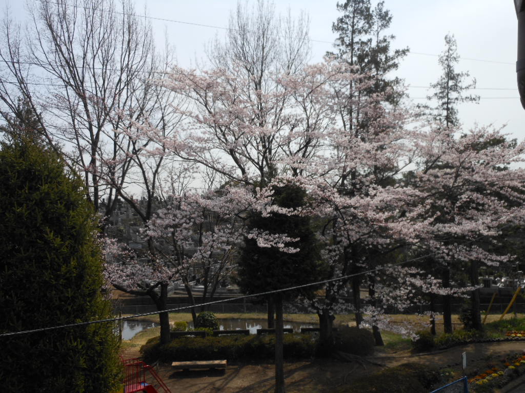 老育 借景のさくら_c0155326_7421170.jpg
