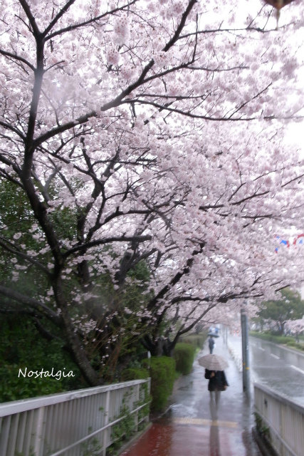 桜雨_e0255927_1623956.jpg