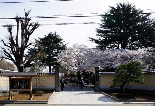移動中に見た桜_d0004728_7442175.jpg