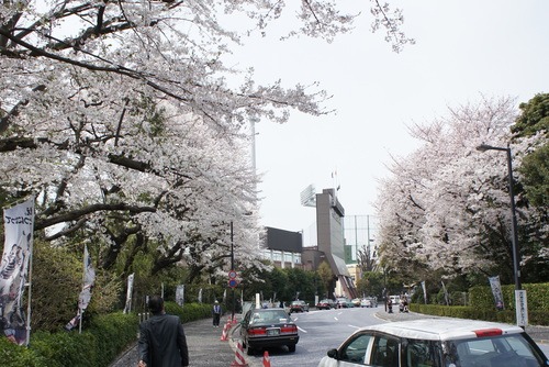 移動中に見た桜_d0004728_745927.jpg