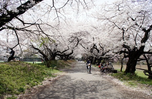 移動中に見た桜_d0004728_747087.jpg
