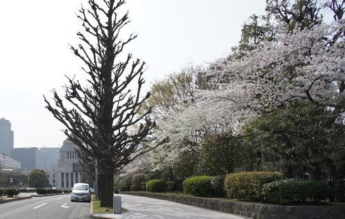 移動中に見た桜_d0004728_7475394.jpg