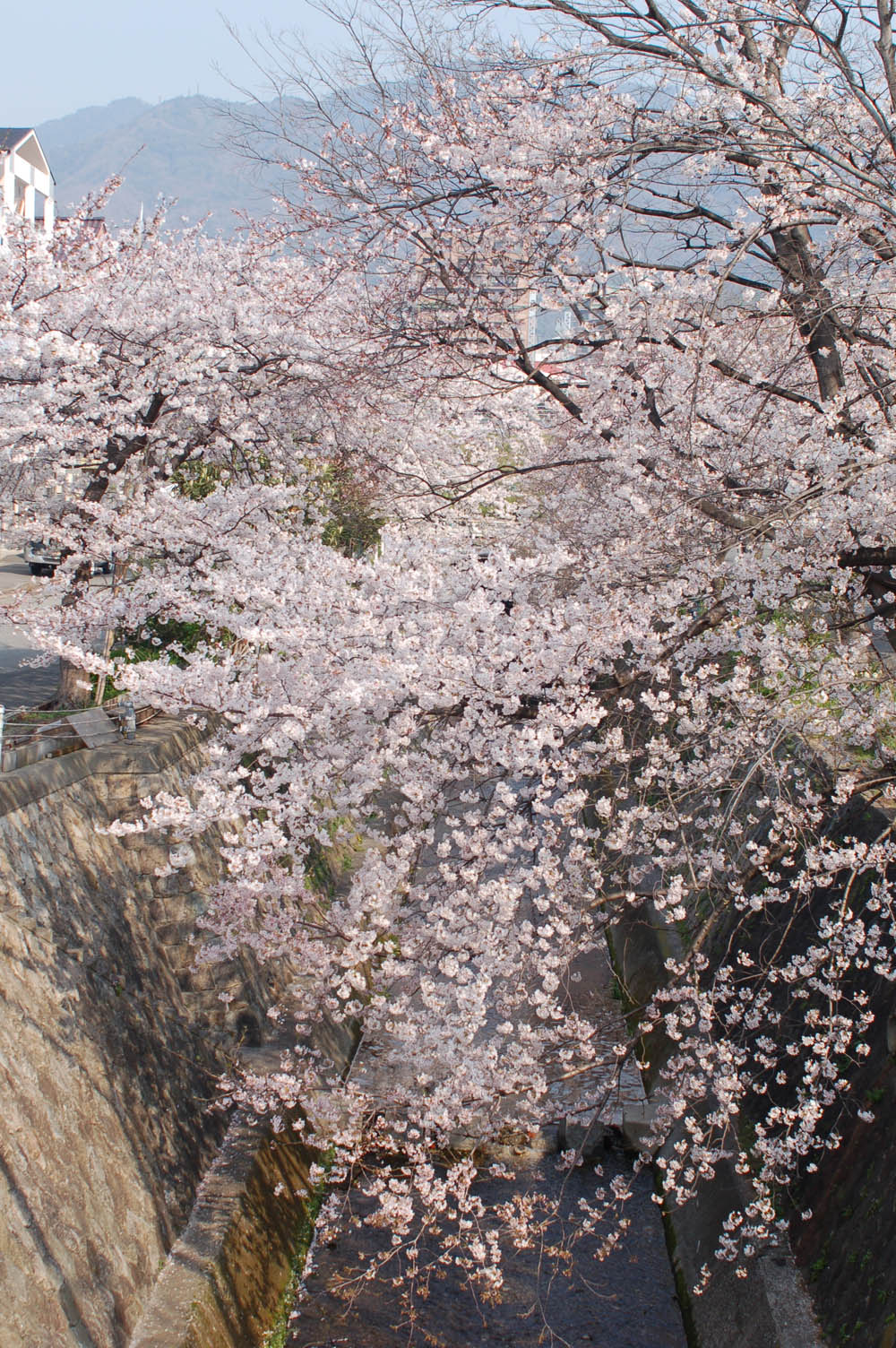 心癒される桜の木の下で思う、人間も自然の一部なり。_e0158128_1454910.jpg