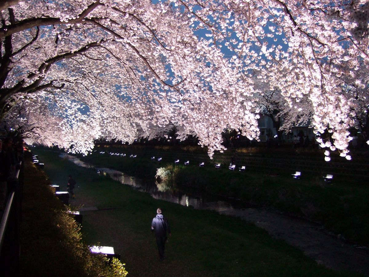 調布市野川桜のライトアップ12年4月10日 のび丸亭の 奥様ごはんですよ 日本ワインと日々の料理
