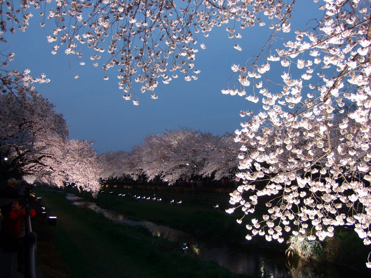 調布市野川桜のライトアップ12年4月10日 のび丸亭の 奥様ごはんですよ 日本ワインと日々の料理 調布市野川桜のライトアップ12年4月10日 のび丸亭の 奥様ごはんですよ 日本ワインと日々の料理