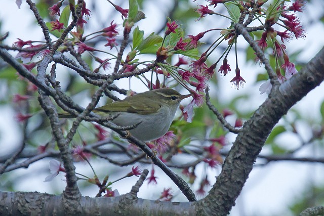 4/11　雨の中の早朝鳥見_a0080832_23415344.jpg