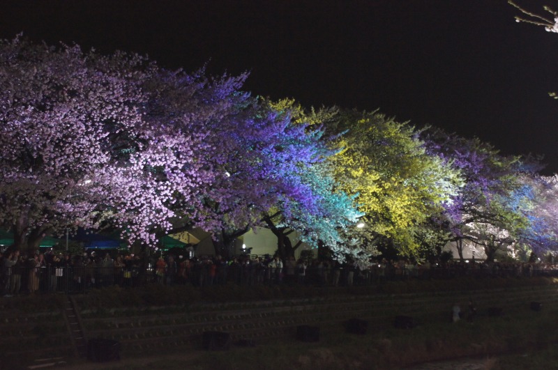 野川の桜☆虹色に輝いて_a0122932_2261036.jpg