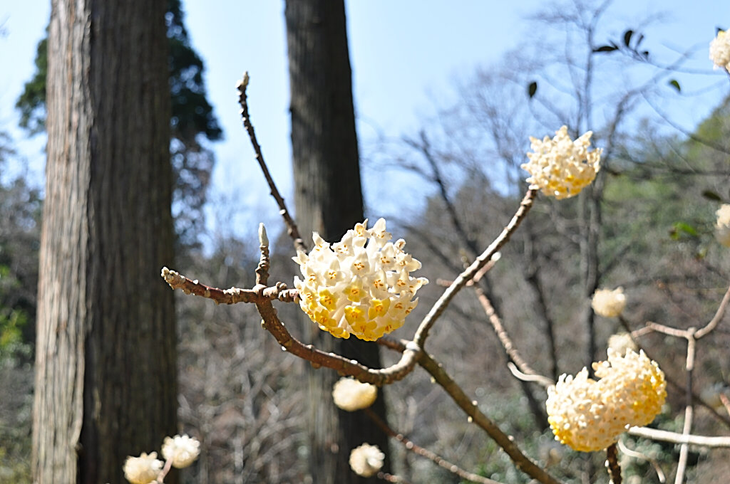 花の寺　如意寺_b0129533_16414270.jpg