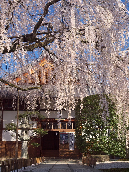 さくら通信2012～平野神社・本満寺～(4/8)_e0080133_1291717.jpg